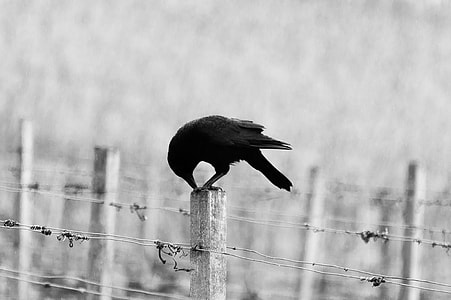 crow on brown wooden fence thumbnail
