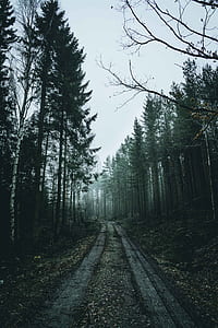 photography of road between foggy pine trees thumbnail