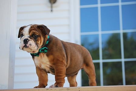 brown and white English bulldog puppy thumbnail