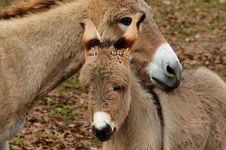 selective focus photography of two donkey heads thumbnail