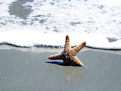 starfish on seashore thumbnail