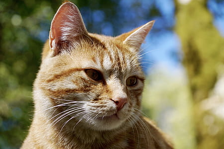 orange tabby cat thumbnail