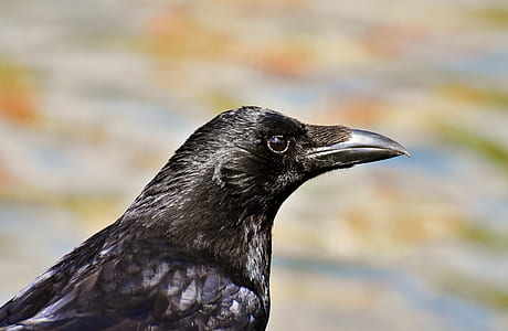 black bird close-up photography thumbnail