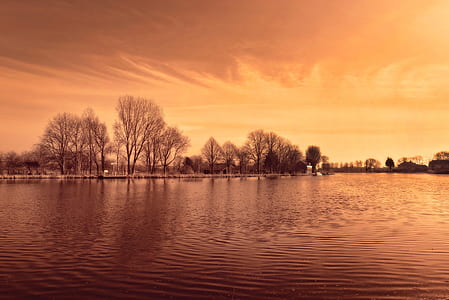 body of water near gray trees thumbnail