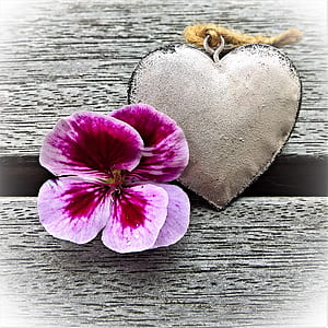 purple geranium flower beside heart-shaped brown metal decor on gray wooden surface thumbnail