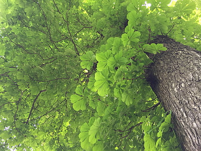 low-angle photography of green tree at daytime thumbnail