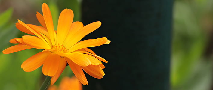orange daisy flower in closeup photography thumbnail