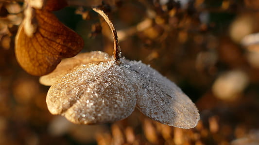 selective focus of brown leafed flower thumbnail