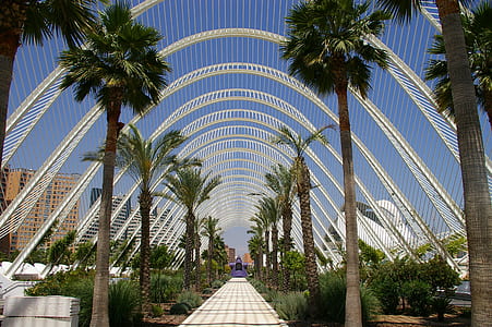 palm trees under white architecture thumbnail