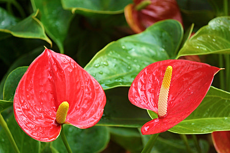 Anthurium Flamingo Flower, Anthurium thumbnail
