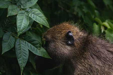 brown monkey near green plants thumbnail