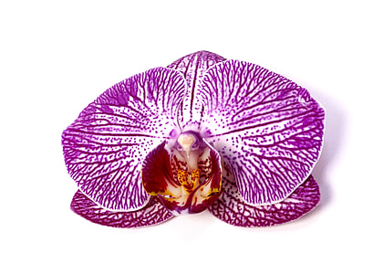 Phalaenopsis, Orchid thumbnail