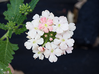 close-up photo of white and pink verbena flowers thumbnail
