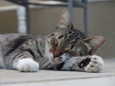 brown Tabby cat thumbnail