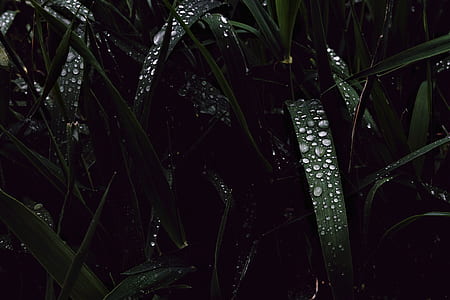 water dew on green leafed plants thumbnail