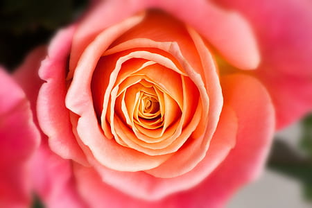 close-up photography of pink rose flower thumbnail