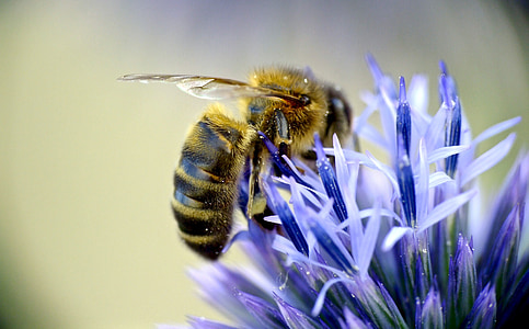 bee sucking pollen from purple flower thumbnail