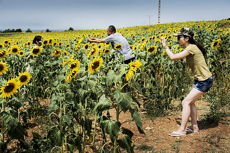 two man and woman taking pictures of sunflower thumbnail