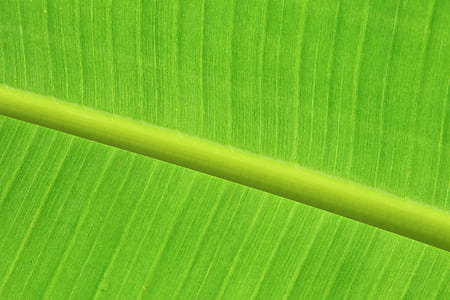 green banana leaf thumbnail