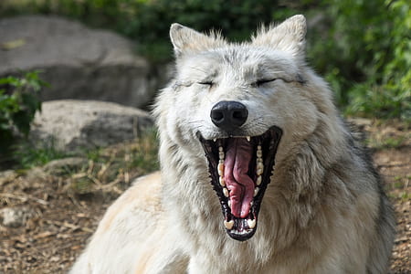 yawning white wolf laying on ground thumbnail