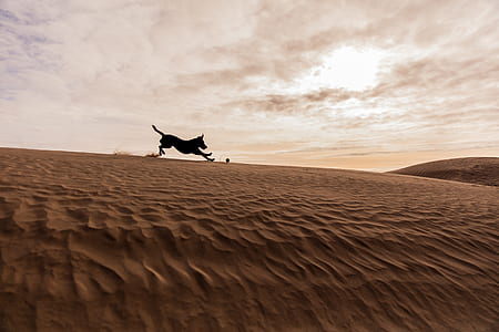 silhouette of dog running on desert sand thumbnail