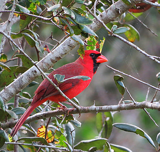 red cardinal on top of plant stem thumbnail