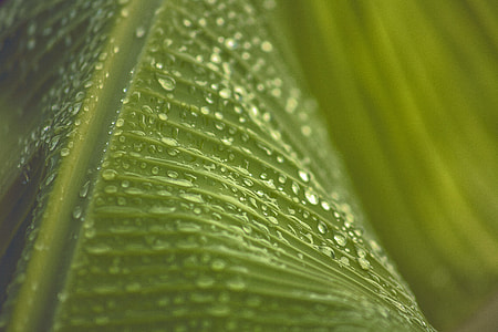 droplets of water on leaf thumbnail