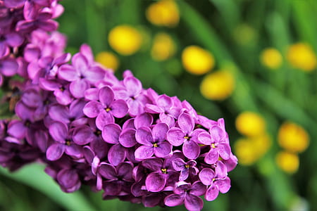 selective focus photography of purple petaled flower thumbnail