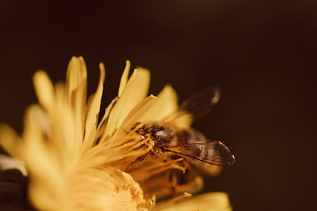 macro photo of honey bee on yellow flower thumbnail
