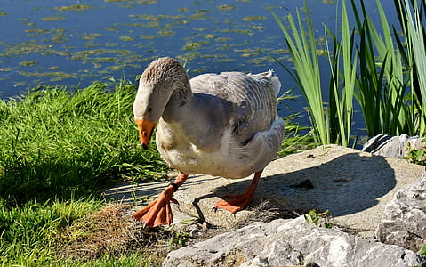 gray and white duck standing on brown stone near body of water thumbnail