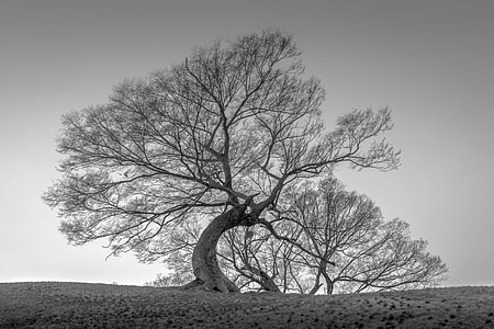 grayscale photography of bare tree at the field during day thumbnail