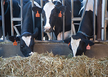 cow in cage eating hay thumbnail