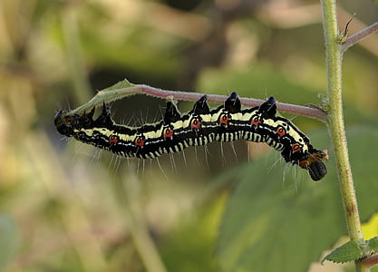 white and black caterpillar thumbnail