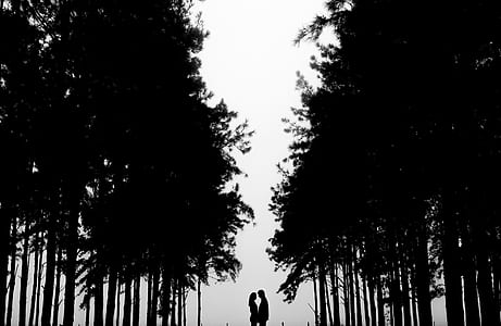 couple between the trees silhouette thumbnail