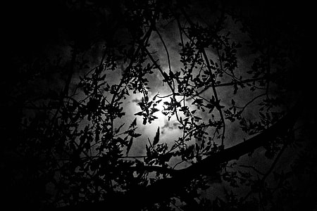 The Moonlight, The Night thumbnail