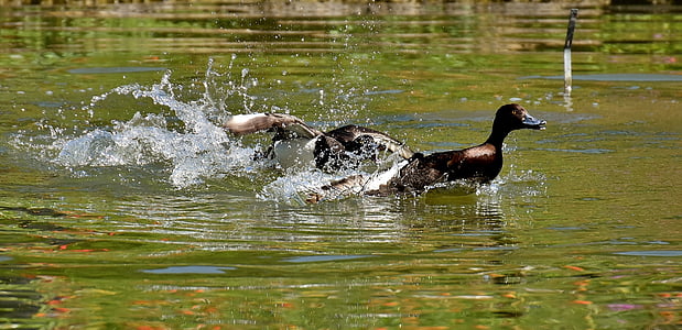 brown duck swim on water thumbnail