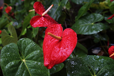photo of red Anthurium thumbnail
