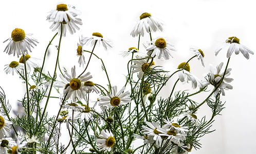 white common daisy flowers thumbnail