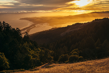 green trees during sunset thumbnail