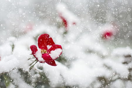 red petaled flower covered in snow thumbnail