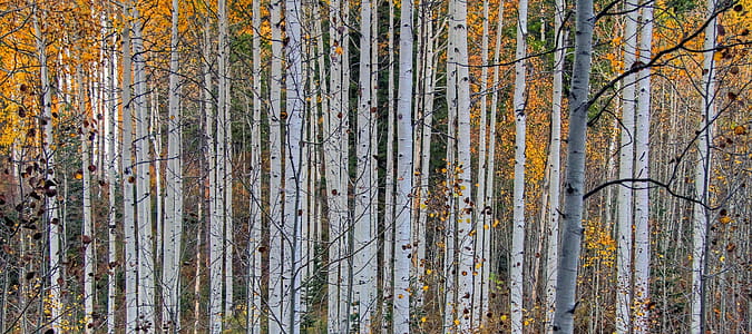 Tall Birch Trees thumbnail