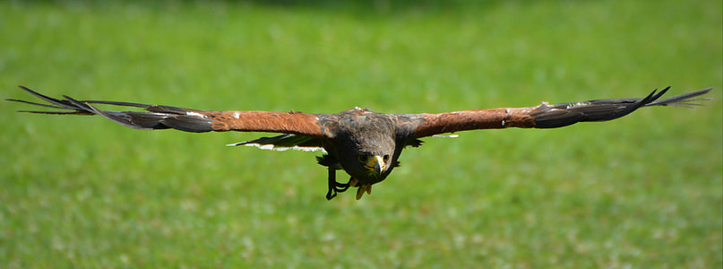 brown eagle thumbnail