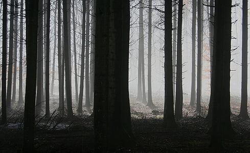 leafless trees thumbnail