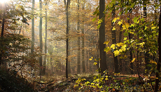 brown trees thumbnail