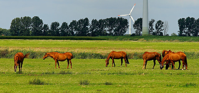 six brown horse eating grass thumbnail