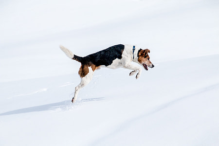 jumping tricolor Jack Russell Terrier over snow ground thumbnail