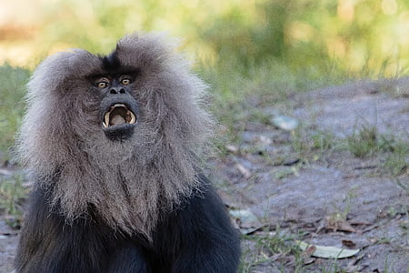 gray and black monkey sitting on green grass during daytime thumbnail