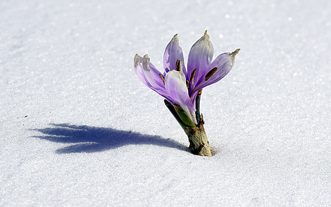 purple crocus flower on white sand at daytime thumbnail