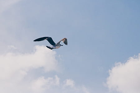 gray bird flying at sky thumbnail