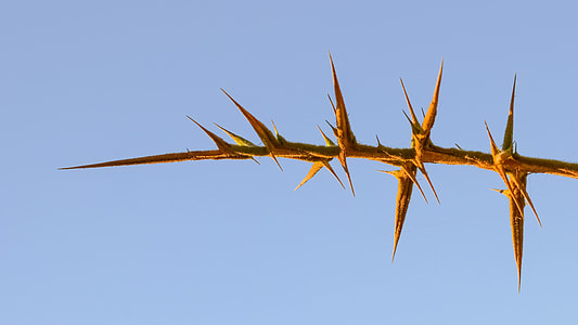 brown spiky plant in close-up photo thumbnail